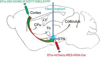 Stimulation of Cortico-Subthalamic Projections Amplifies Resting Motor Circuit Activity and Leads to Increased Locomotion in Dopamine-Depleted Mice